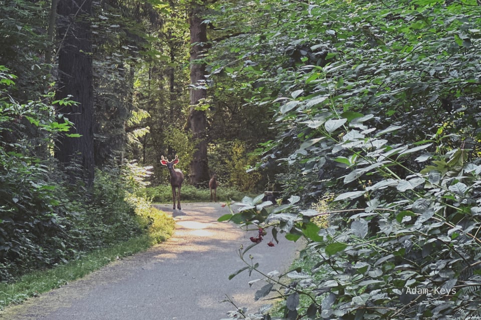Wise deer amongst the trees