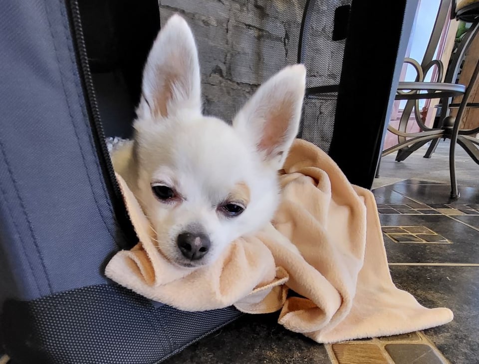 Associate Editor Henry, tuckered out from a day of thinking up excuses as to why he didn't get his work done on time, pictured here in bed, dozily resting on his blanket.