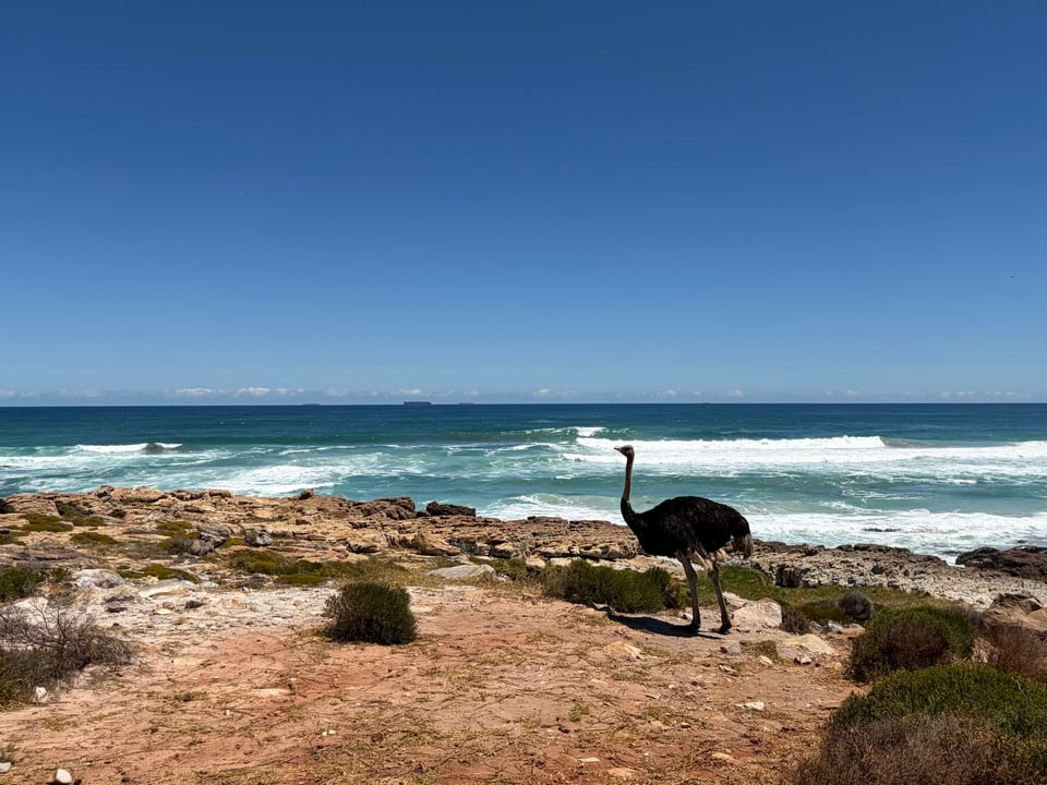 An ostrich walking on the beach