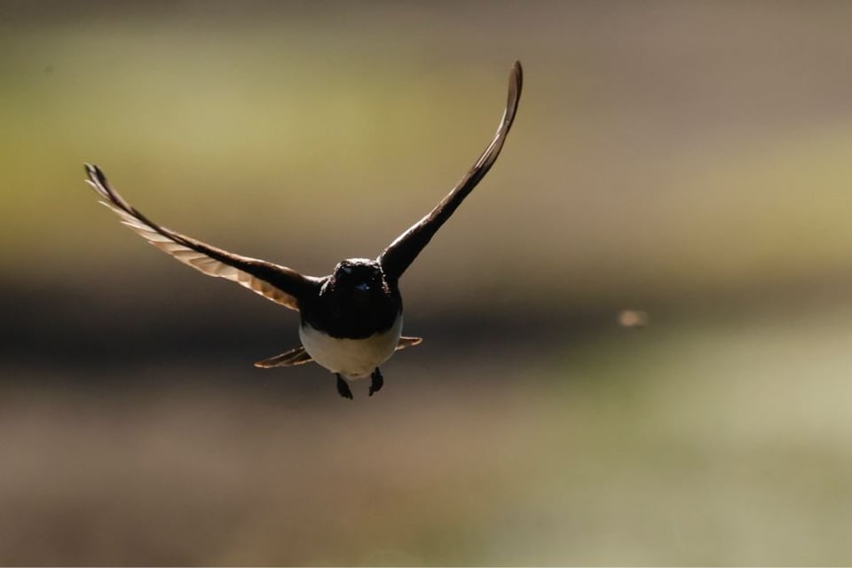 A black bird in mid-flight bearing down on a fuzzy speck