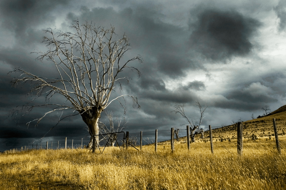 A photograph of a field filled with dried brown tall grasses. In the middle of the field is a tree with entirely bare branches, and an old-fashioned fence runs just in front of it. The sky in the background is filled with dark clouds. The overall effect is very gloomy and menacing.