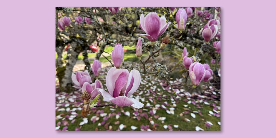 Pink tulip tree blossoms in full bloom