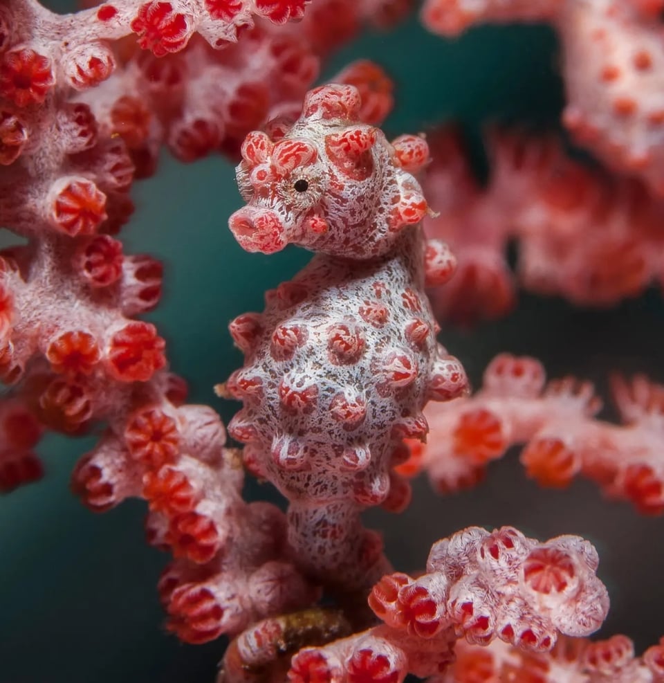 A pink and white pygmy sea horse camouflaged against a coral