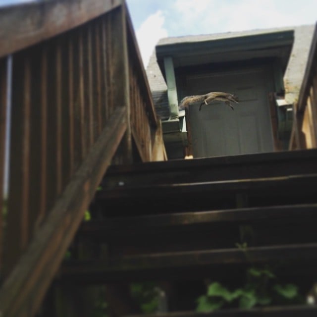 A photograph taken from the bottom of a steep set of wooden stairs, looking up to the landing where a squirrel is mid-air leaping from one railing to another.