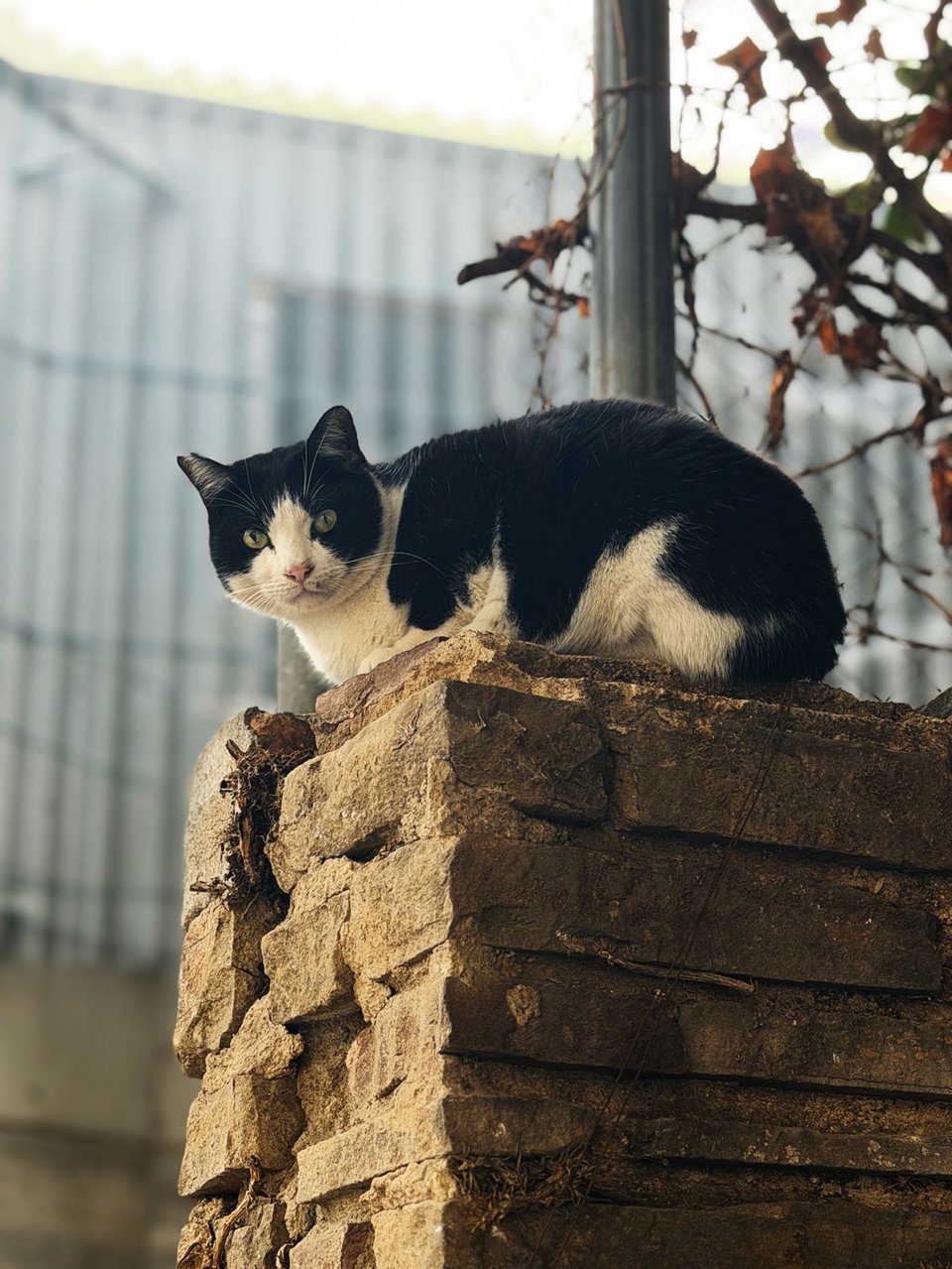 A black and white tuxedo cat sits on the top of a brick wall.