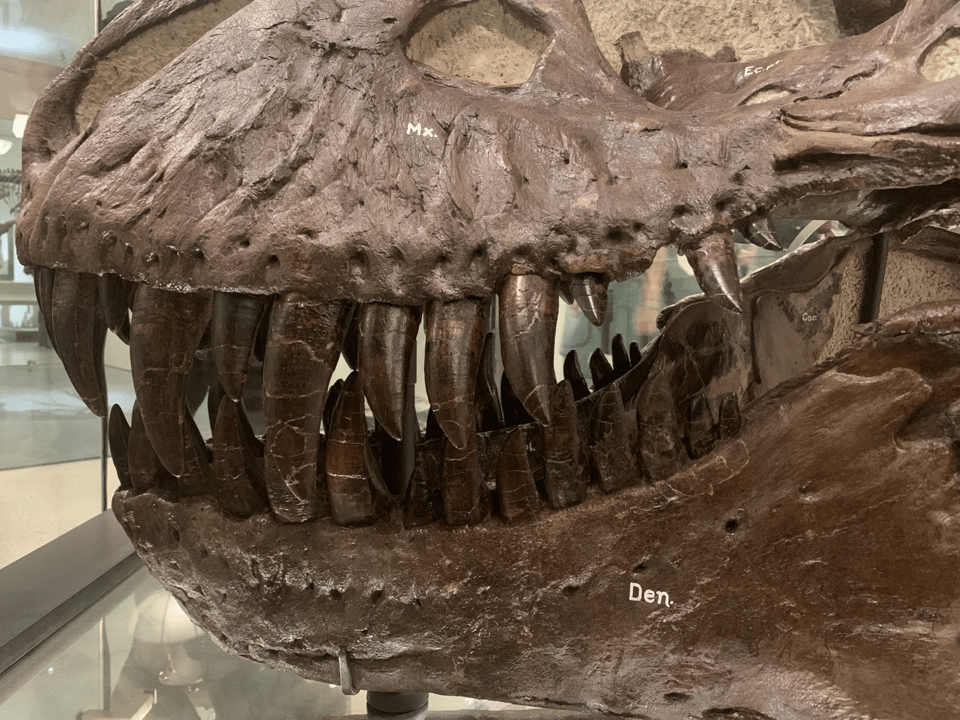 A left side view of the jaws of a large adult tyrannosaur, AMNH 5027. Their teeth are very long.