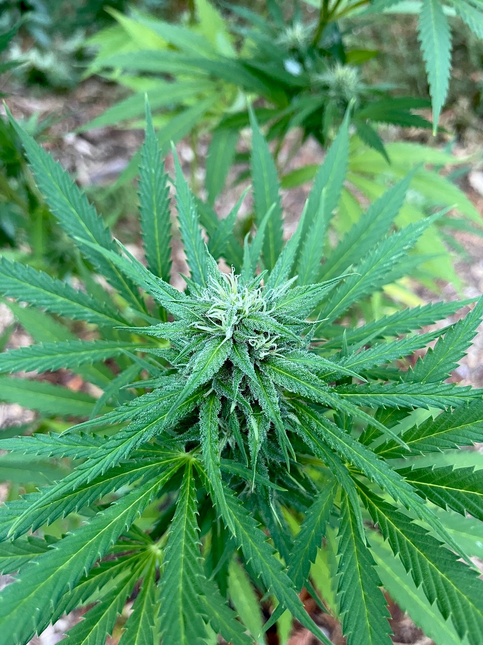 cannabis