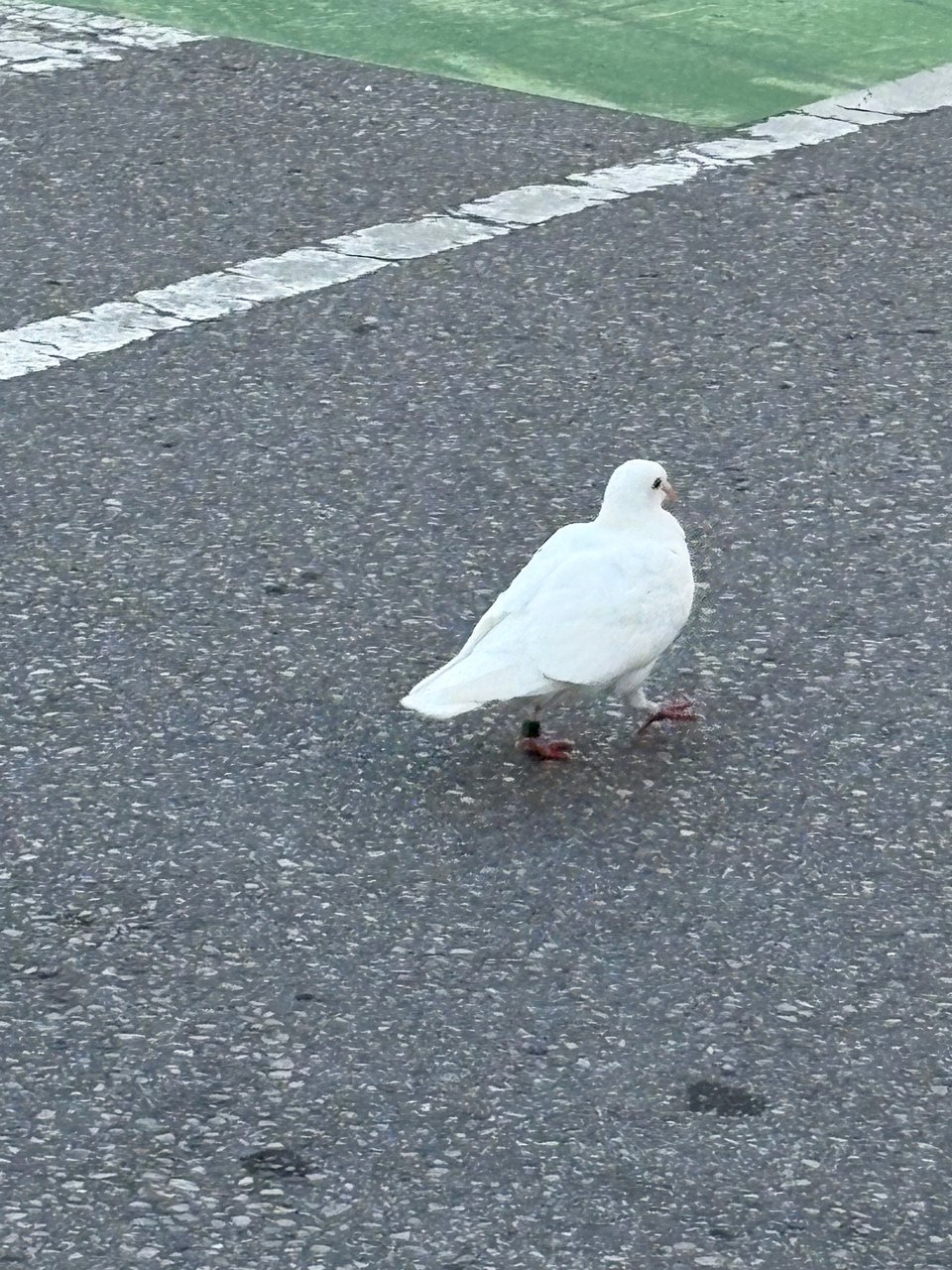 A white pigeon walking the cross-walk. A white line runs diagonal on the pebbled asphalt and green paint extends into the top right corner.
