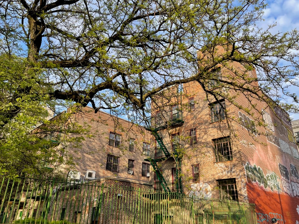 the first NYCHA building with a tree in the foreground