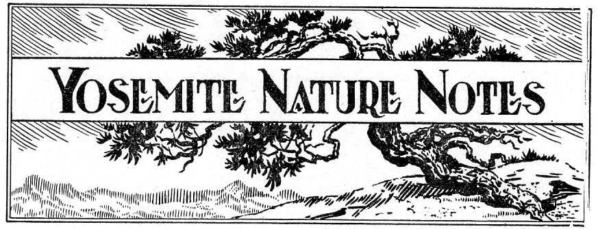 The Sunday Dispatch