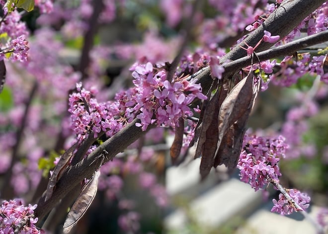 Eastern Redbud branch lined with bright pink flowers and clusters of brown seed pods.