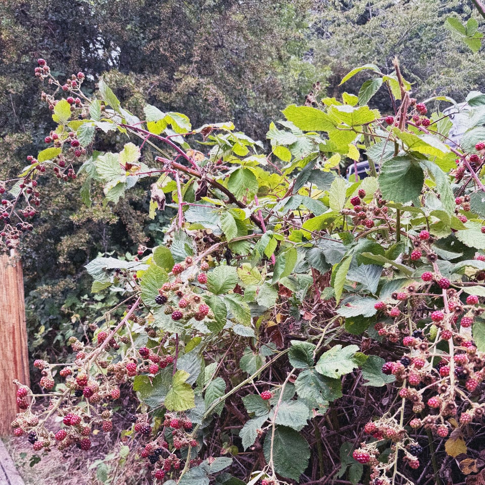 a blackberry bush goes nearly totally ripe backstage at Pickathon
