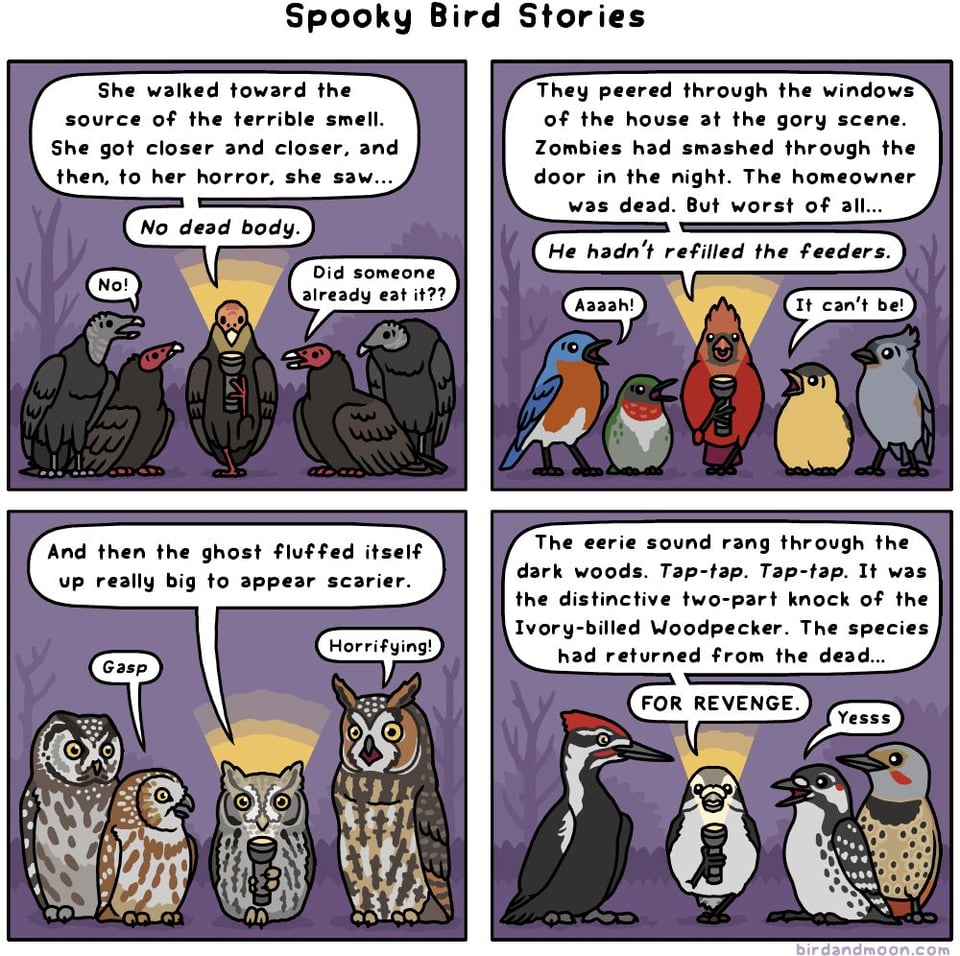 A comic titled Spooky Bird Stories. In panel 1, a turkey vulture is telling stories to other vultures, and it says, "She walked toward the source of the terrible smell. She got closer and closer, and then, to her horror, she saw... No dead body." A black vulture says "No!" and a turkey vulture says "Did someone already eat it??" In panel 2, a northern cardinal is telling a story to some songbirds. It says "They peered through the windows of the house at the gory scene. Zombies had smashed through the door in the night. The homeowner was dead. But worst of all... He hadn't refilled the feeders." An eastern bluebird says "Aaah!" and an American goldfinch says "It can't be!". In panel 3, a screech owl is telling a story to other owls. It says "And then the ghost fluffed itself up really big to appear scarier." A saw-whet owl gasps, and a long-eared owl says "Horrifying!". In panel 4, a downy woodpecker is telling a story to other woodpeckers, and says "The eerie sound rang through the dark woods. Tap-tap. Tap-tap. It was the distinctive two-part knock of the Ivory-billed Woodpecker. The species had returned from the dead... FOR REVENGE." A red-cockaded woodpecker says "Yesss".