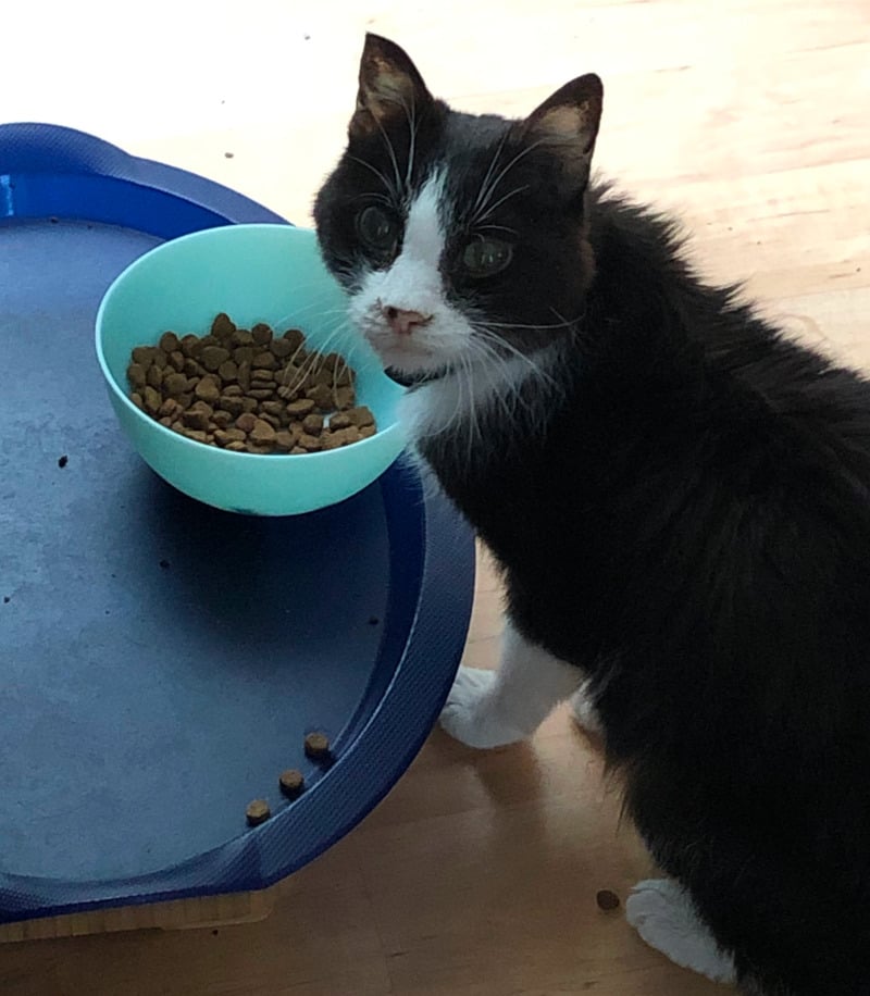 a black and white cat with a pink nose and four white paws looks at the camera. His bowl is full, but he is still demanding more food.