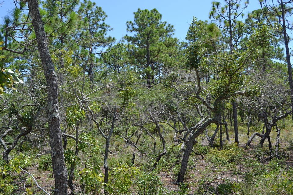 Small twisted trees grow above scanty vegetation and sandy soil