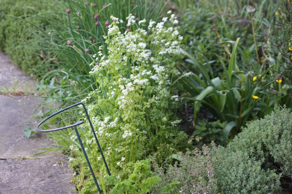 a clump of chervil in full flower. Thyme in the foreground, chives showing flower buds behind.