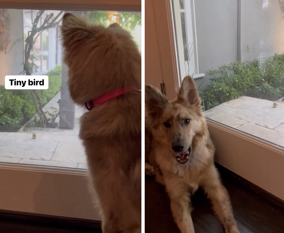 A dog looking out a window at tiny bird.
