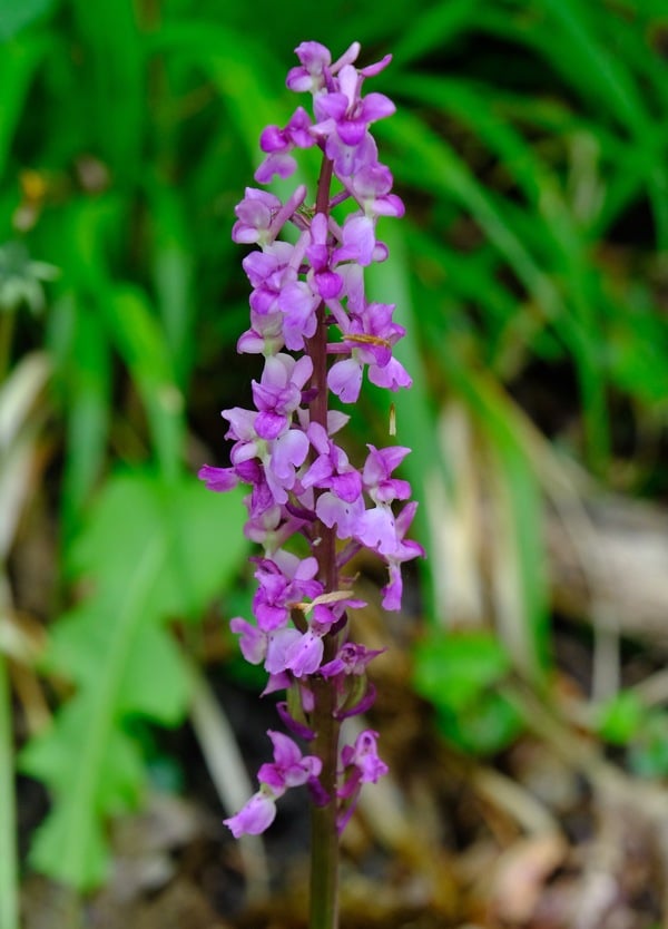 earlypurpleorchid.jpeg