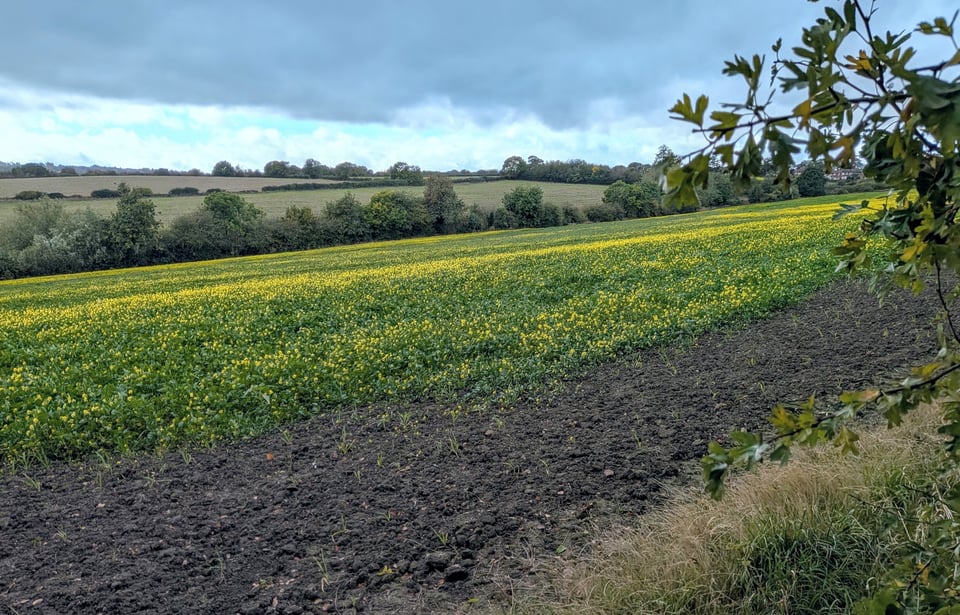 Bramley Common, October 2026