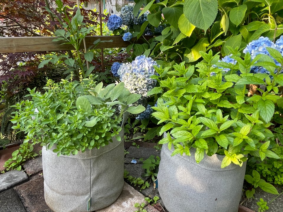 Two grey grow bags are sitting on a patio. Both containers are overflowing with growing herbs of various kinds. Blue hydrangea flowers are visible behind them.