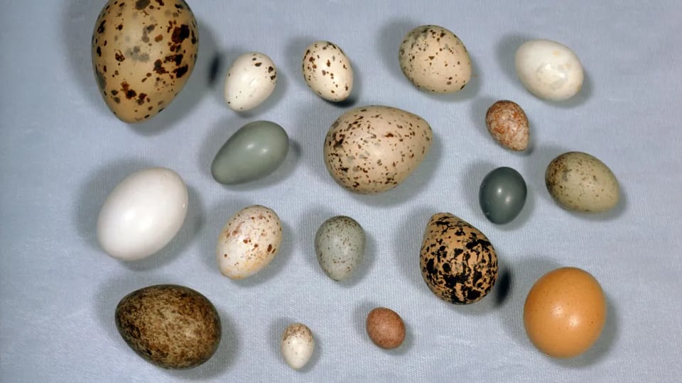 a variety of bird eggs with different colors, patterns, and sizes