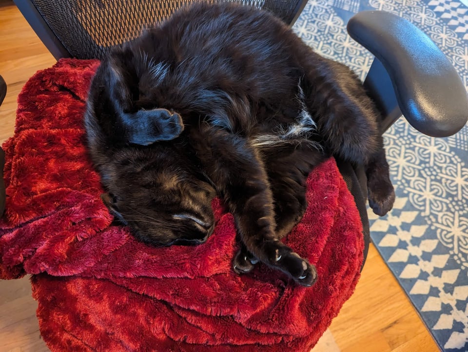 A cat sprawls on a fuzzy blanket on a desk chair, revealing the patch of white fur on his belly