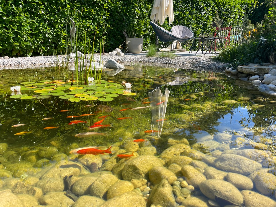 Goldfish of all colors swim in a pond with stones and lillypads