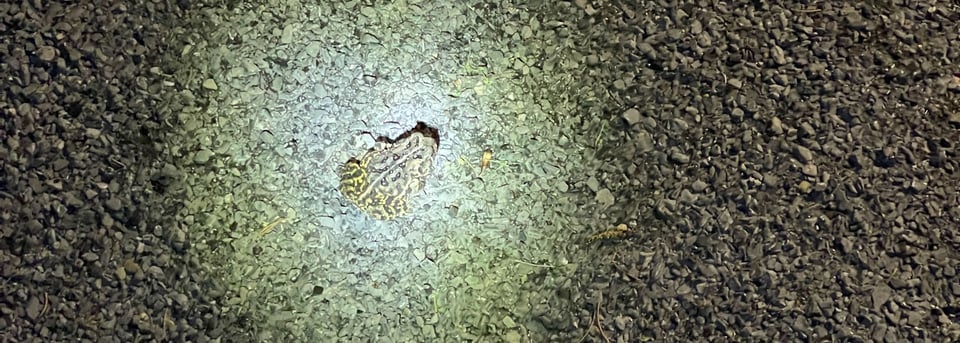 A yellow and dark green toad on a greenish-gray gravel surface, illuminated by a flashlight