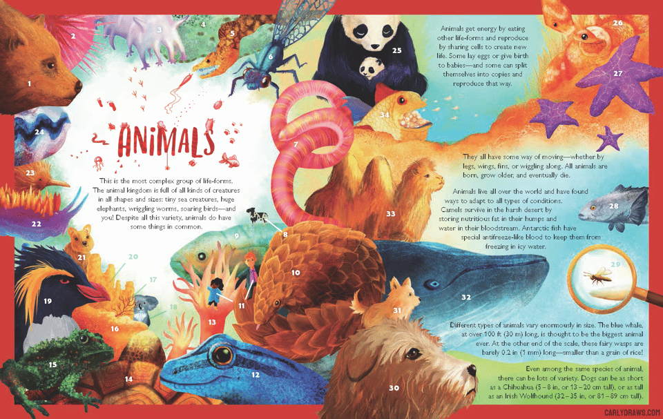 Kingdoms of life- animals