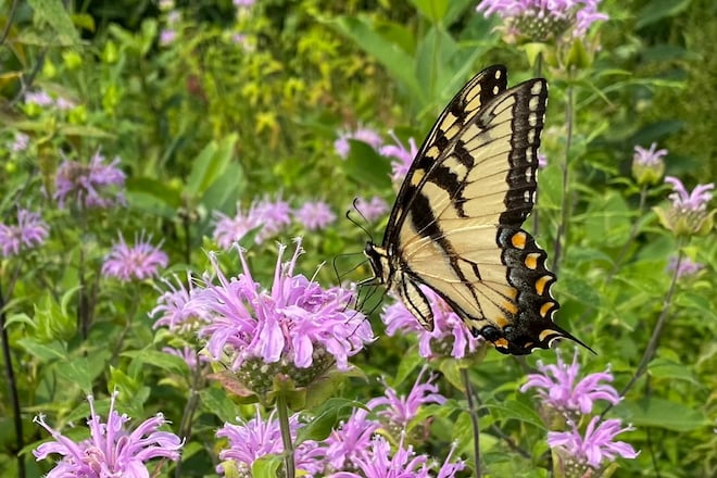 This week: Bee (Balm) Hotels 
