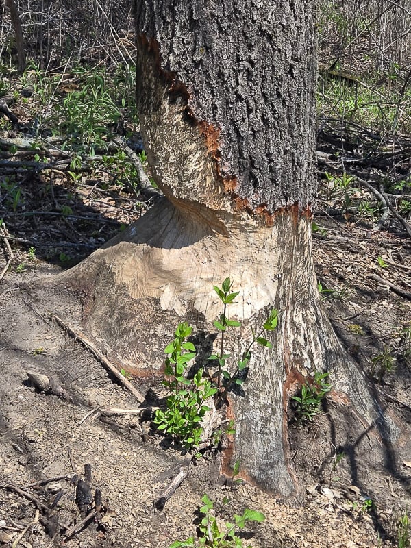 The forensics are obvious — beavers did the deed. The question is — why? / Photo by Pamela Miller