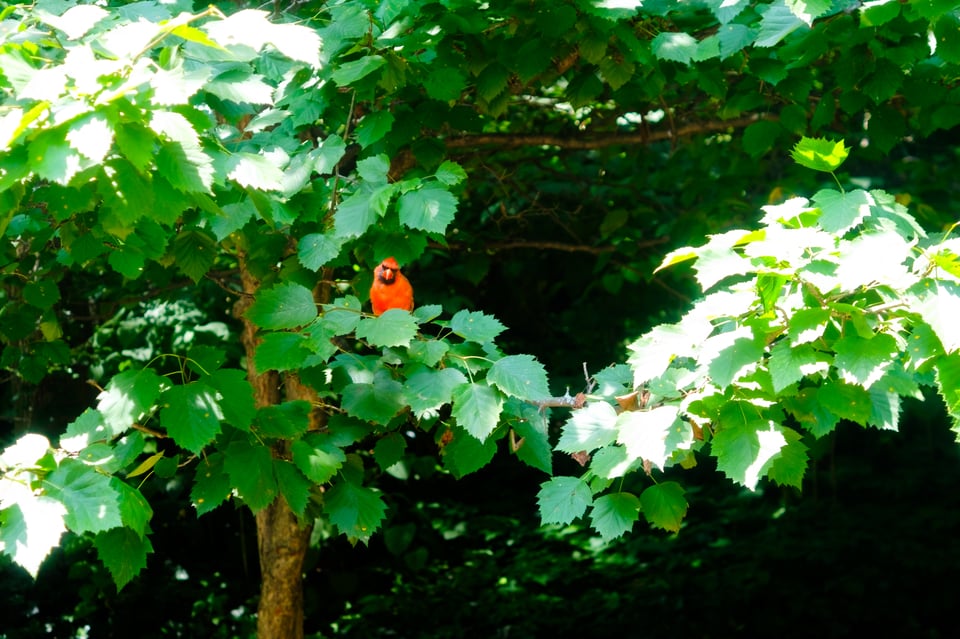 a cardinal in a tree, staring quizzically at the camera.