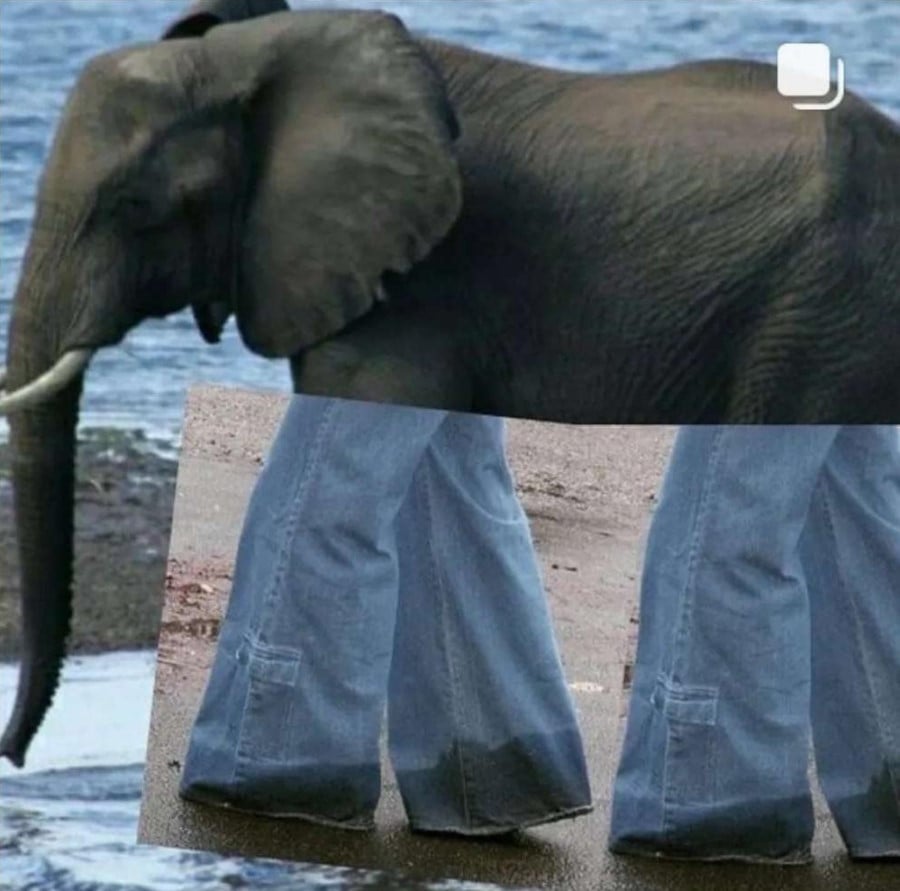 A photo of an elephant walking along the shore. A photo of two pairs of legs wearing massively oversized jeans has been placed over the top of the elephants legs so it looks like they are indeed the one wearing the jeans.