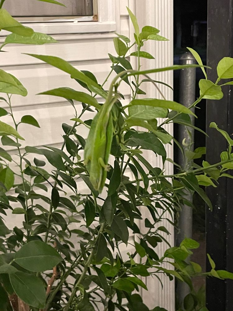 a green anole! sleeping on a leaf