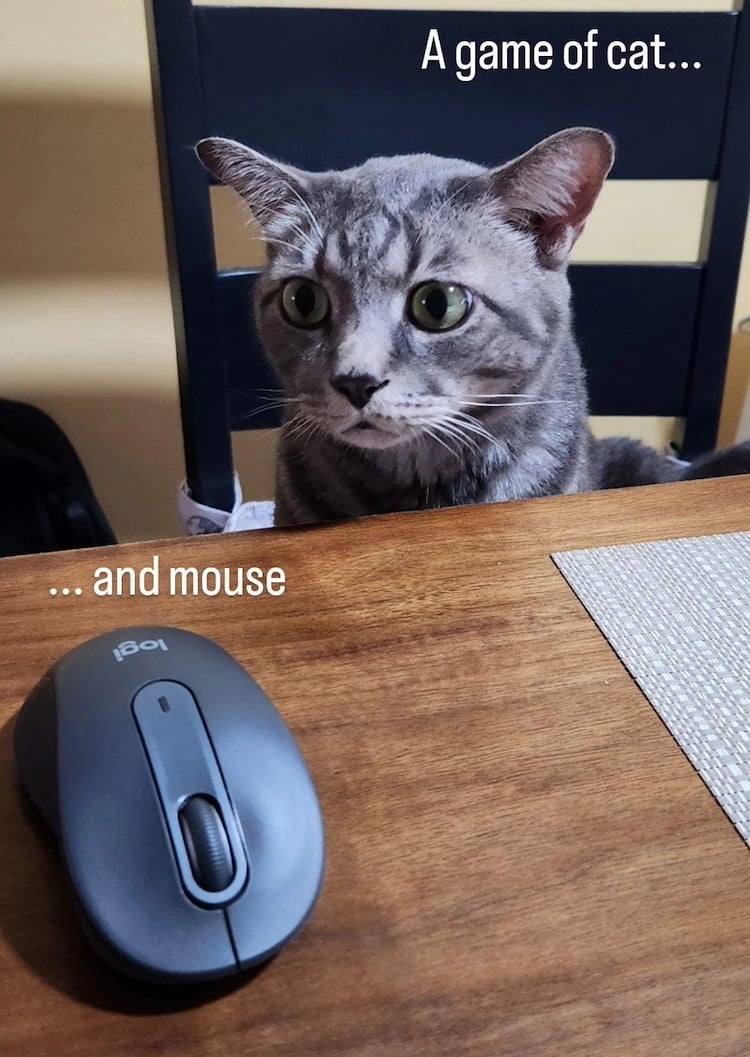 Luca staring at my mouse