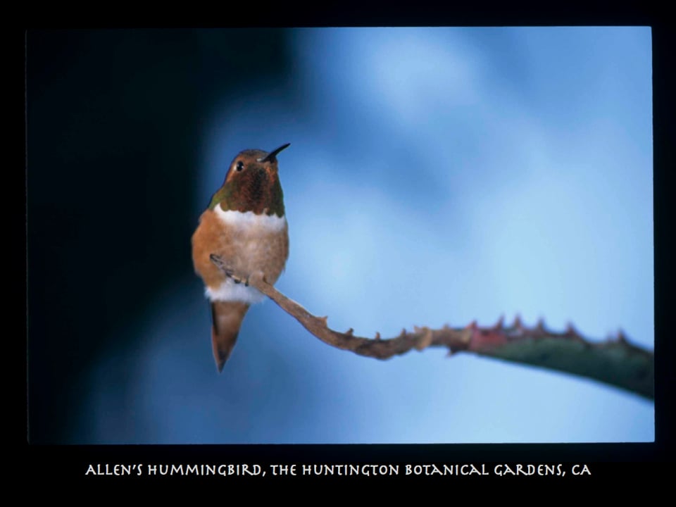 A Hummingbird's Pace