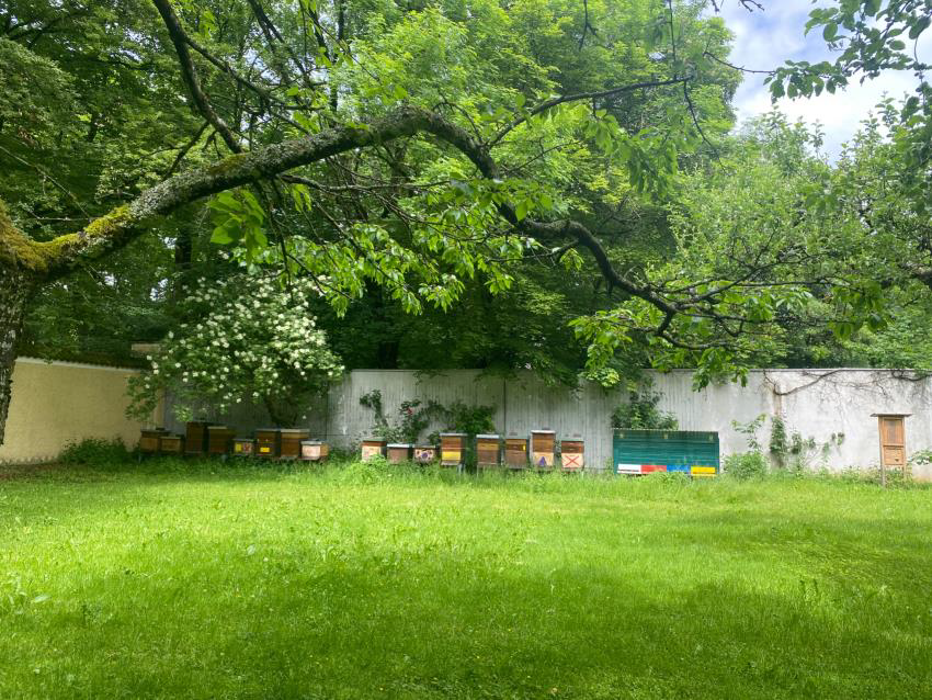Under a leafy, low-hanging, and long branch of a large tree, sixteen bee hives of varying heights nestle in the bright green grass.