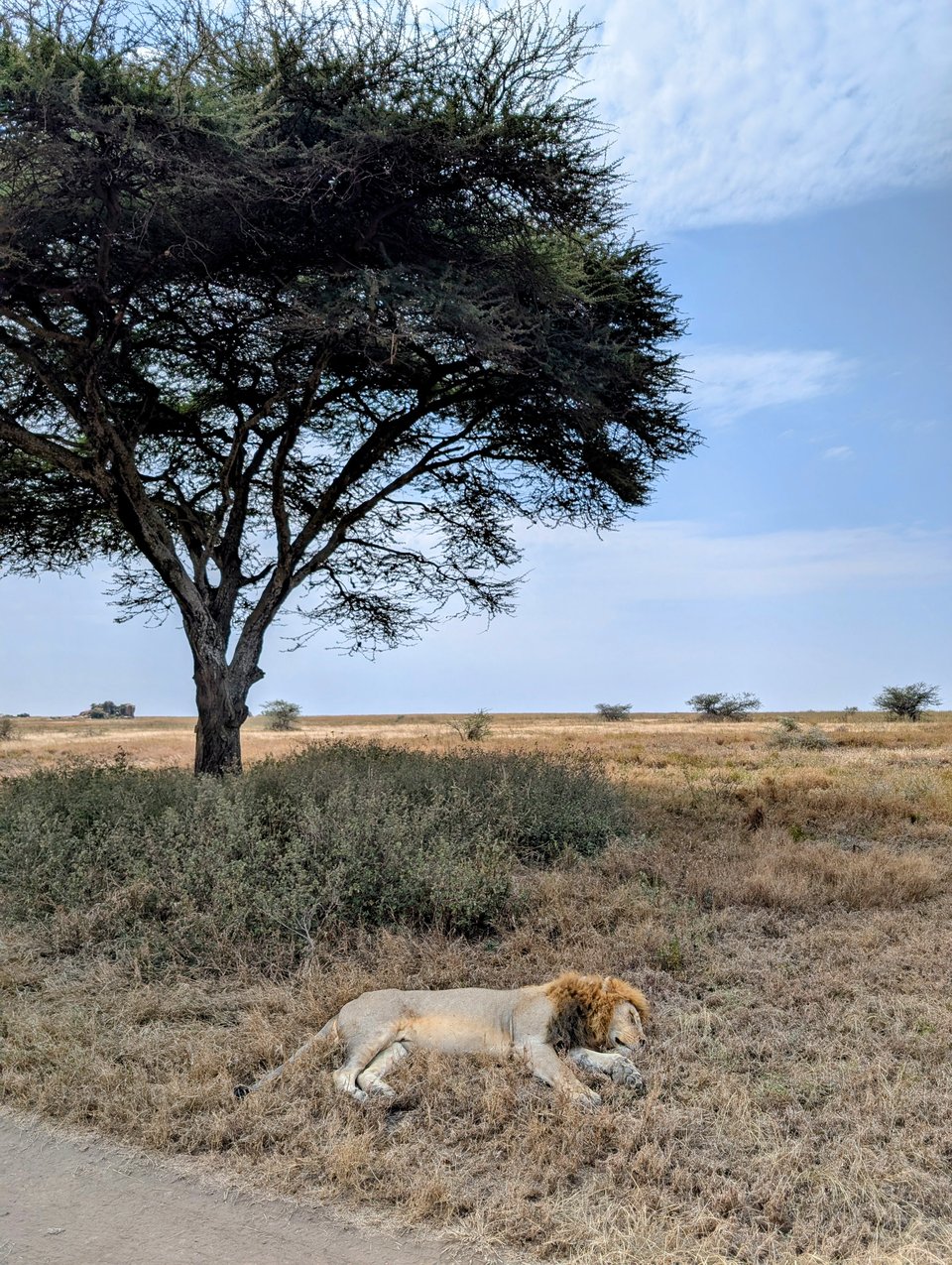 An adult male lion sleeps in the shadow of a tree next to a driving path.