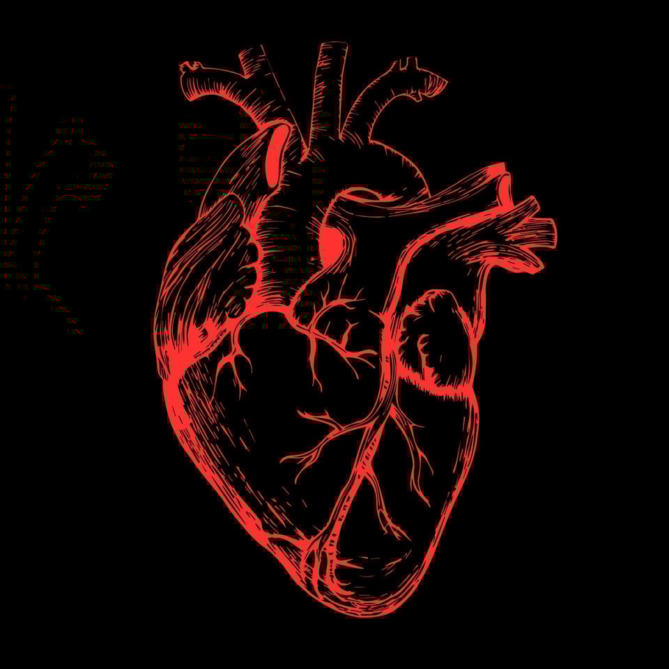 A red anatomically correct heart sketch on a solid black background