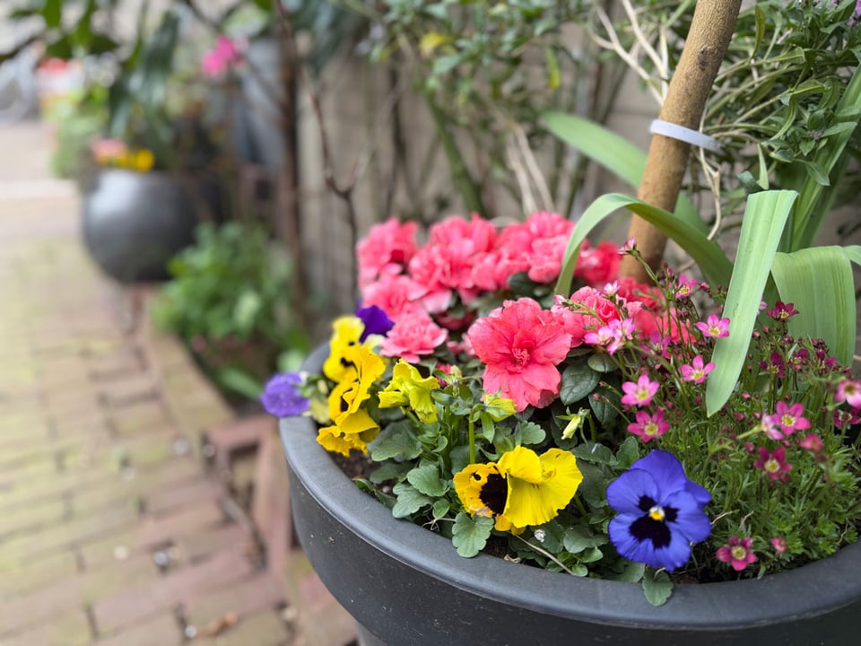 Close up of purple, yellow and pink flowers on a pot in a street.