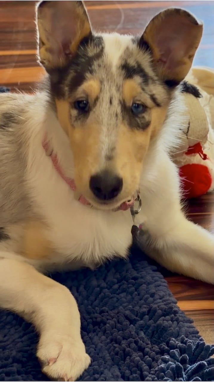 Opal a smooth collie with white, black, tan colors, brown eye and blue eye, wearing pink collar, laying on blue shaggy mat, a well-loved lamb plushy behind her