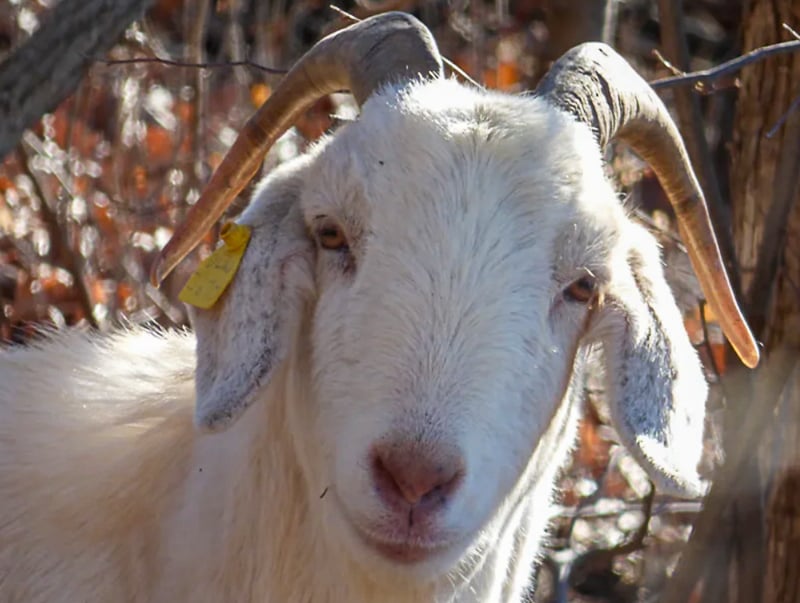 A rare glimpse of White Lightning in Frontenac State Park. After giving the photographer this excellent stink-eye, he took off to parts unknown. / Photo by Bruce Ause