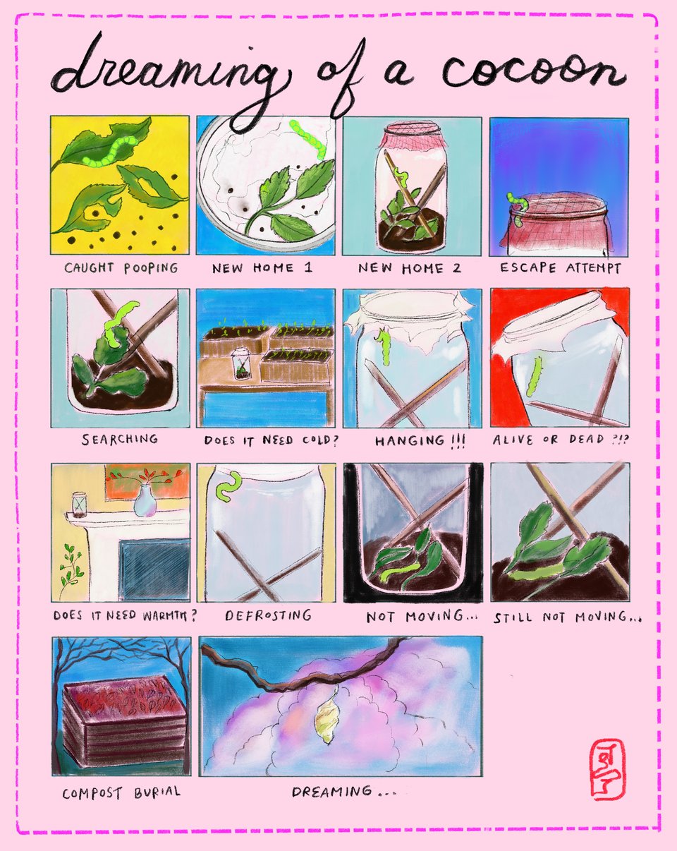 dreaming of a cocoon -- visual story of my caterpillar's death