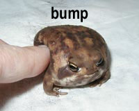 a chubby frog being poked with a finger. the caption says 'bump' and is a meme image from 2007.