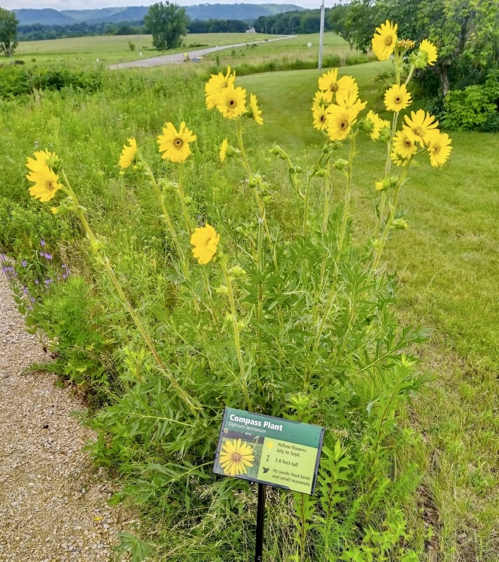 Eagle Scouts created the short and easy, new and improved self-guided prairie trail near park headquarters. Check it out! / Photo by Jake Gaster
