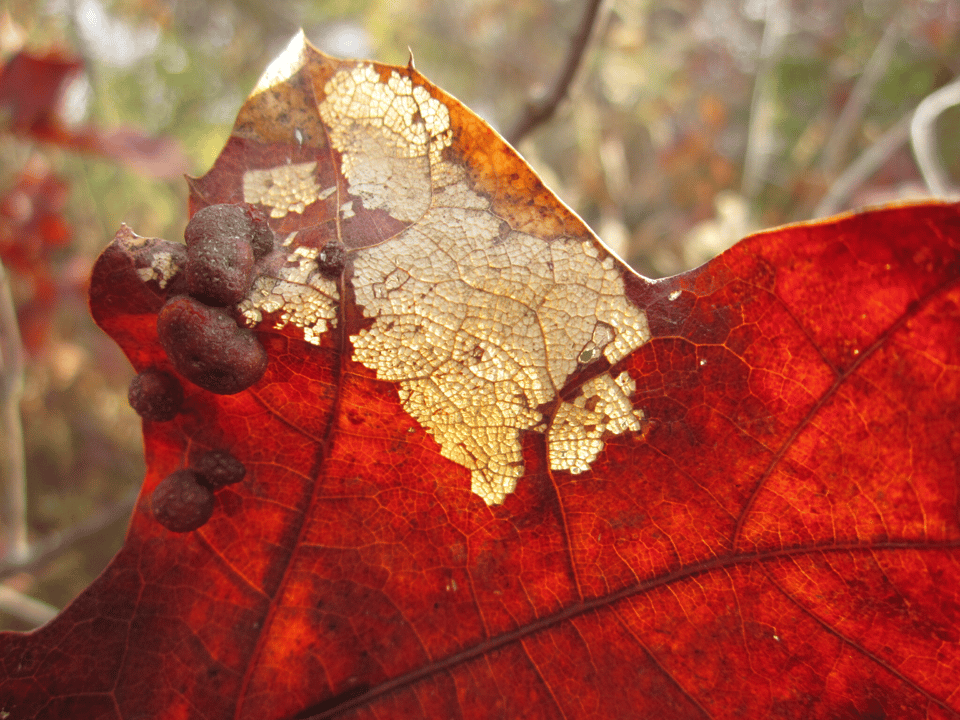 As leaves fall this autumn you may notice that many have “bumps” on them, such as on the left of this oak leaf. These are often “galls,” which, according to one description, are “novel plant structures that develop only under the influence of another organism.” They vary tremendously and are generally not harmful. These oak oak leaf galls are from midges, a long-legged, 1 ⁄16″ to ⅛″ long, mosquito-like fly. In case you’d like to investigate galls further, you can tell friends and family that you are an amateur cecidologist. We encourage visitors to share the flora and fauna you see in the park! / Photo by sls42, October 22, 2022, on iNaturalist.