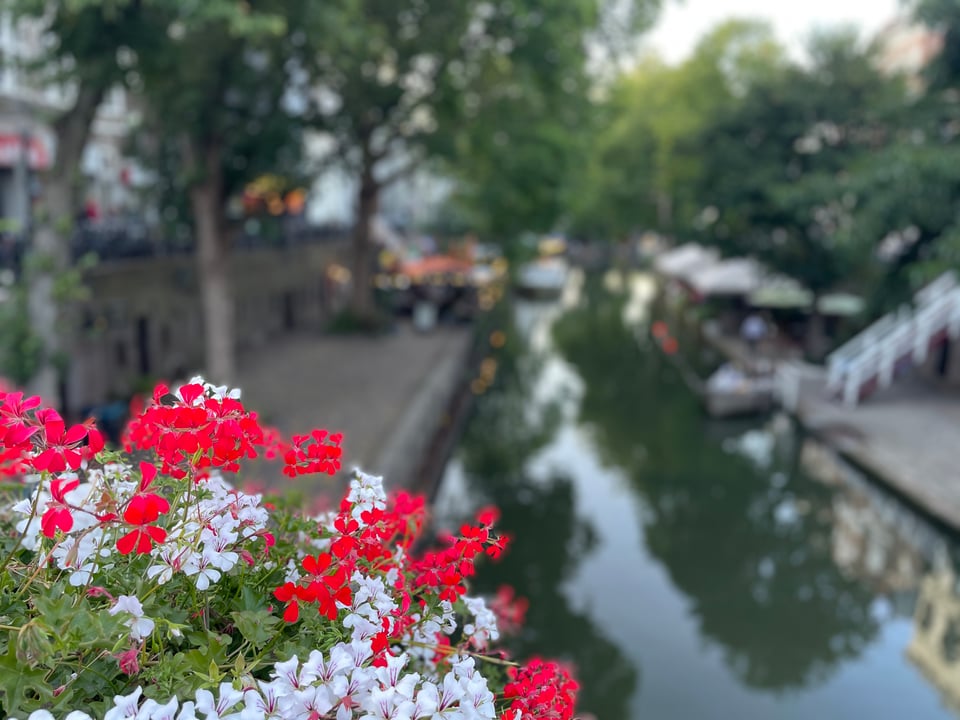 Red and white flowers in front of a canal of Utrecht in the background.