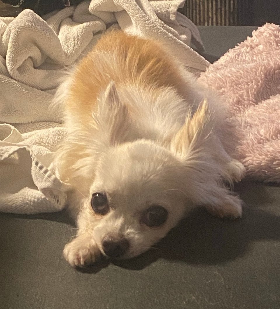 A white and light brown longhair chihuahua lays down amidst some towels on a gray surface. Her eyes are super big and cute.