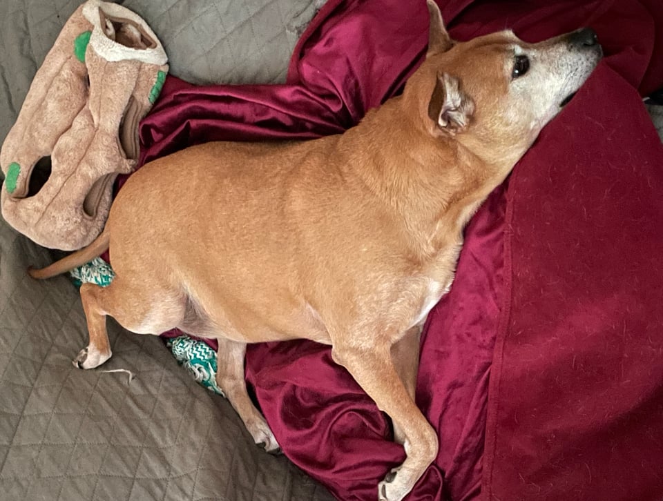 Kizu, a short-haired fawn-colored dog with a white muzzle, one pointed ear and one half-flopped ear and dark brown eyes is laying on her left side on a dark red blanket, her legs in various outspread positions while a stuffed tree stump lays behind her tail.