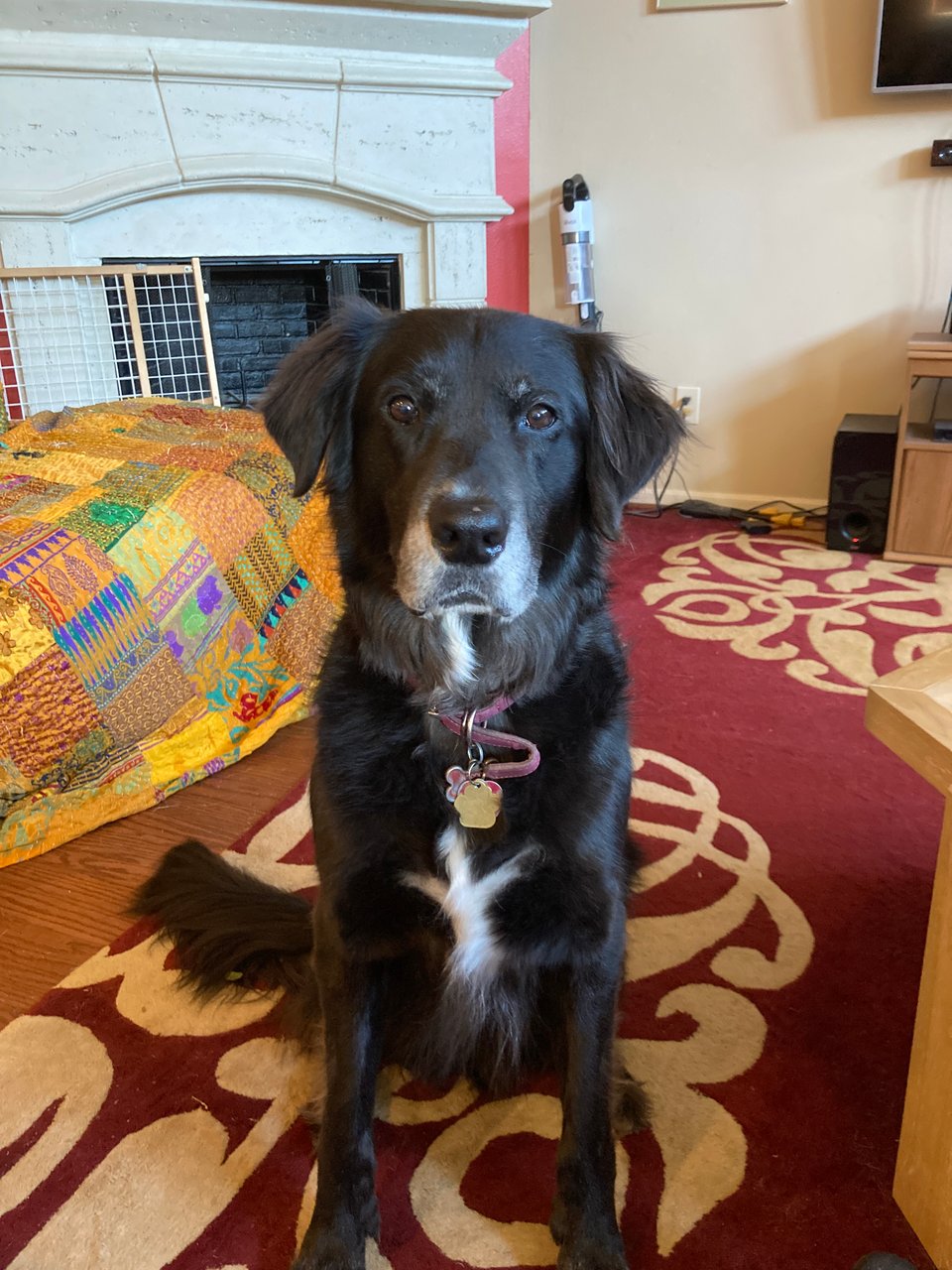 a black dog with a white muzzle and chest looks hopefully at the camera